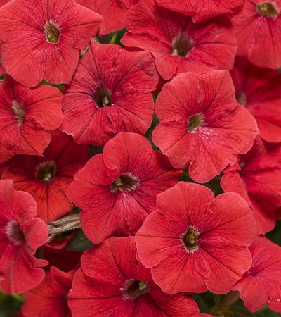 Petunia Supertunia® Really Red